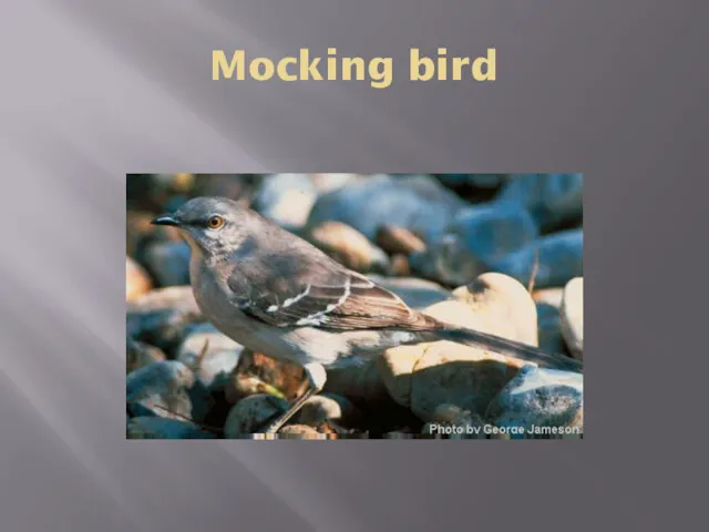 Mocking bird