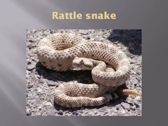 Rattle snake