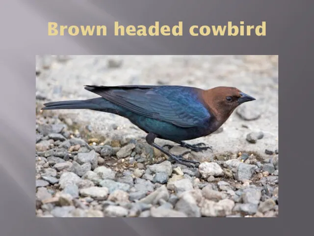 Brown headed cowbird
