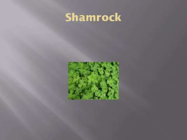 Shamrock