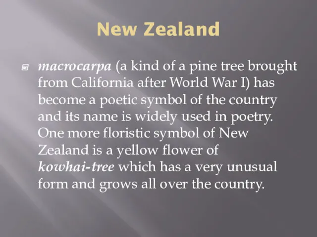 New Zealand macrocarpa (a kind of a pine tree brought