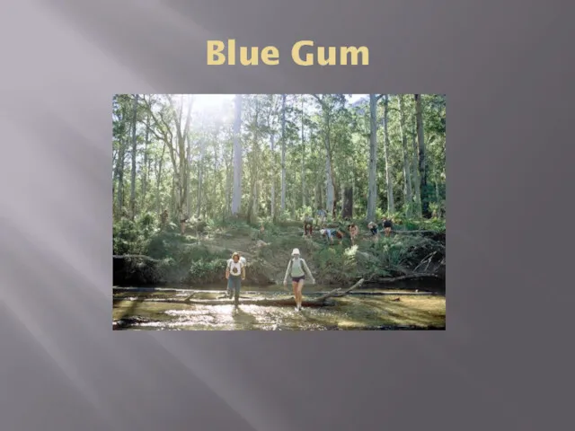 Blue Gum