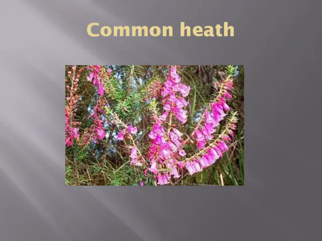 Common heath