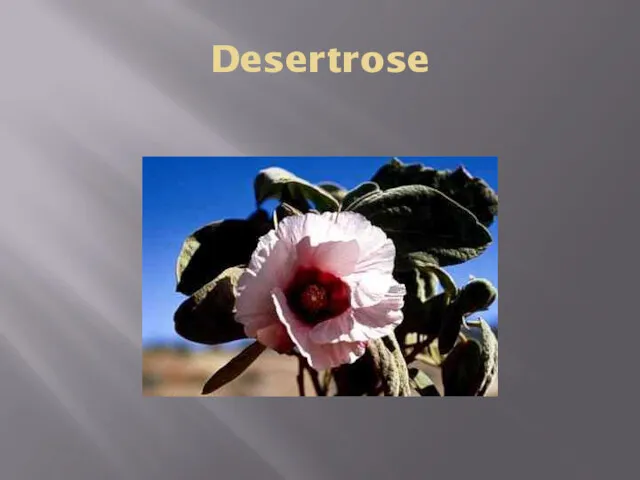 Desertrose