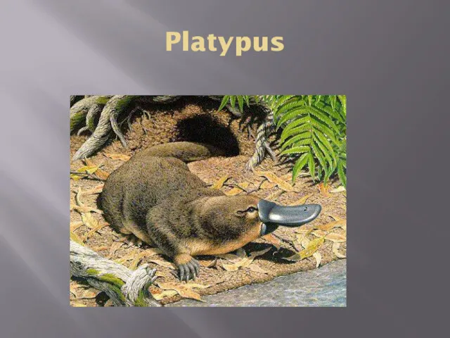 Platypus