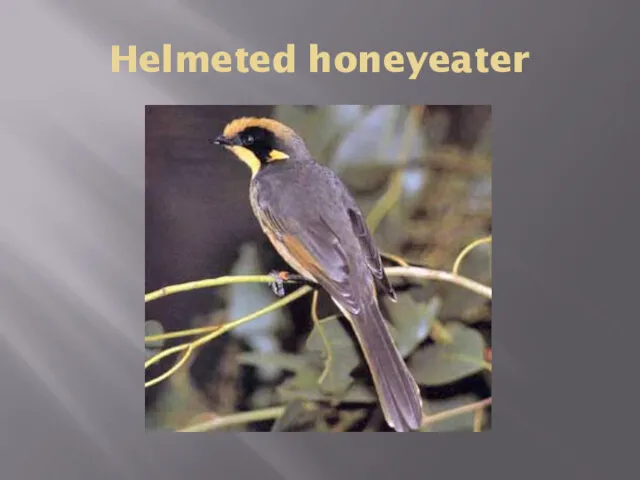 Helmeted honeyeater