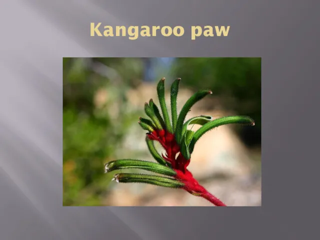 Kangaroo paw