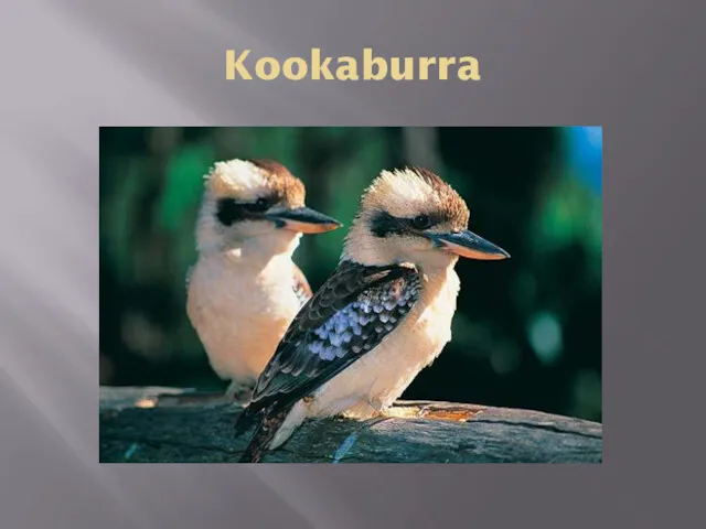 Kookaburra