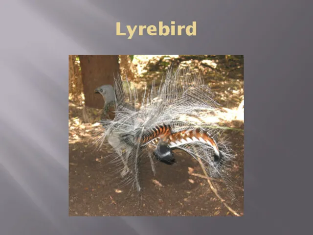 Lyrebird