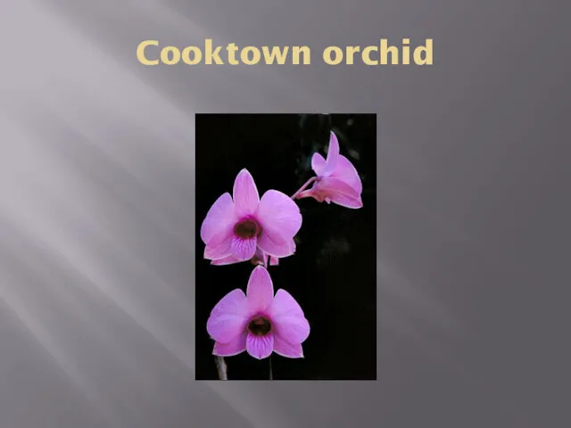 Cooktown orchid