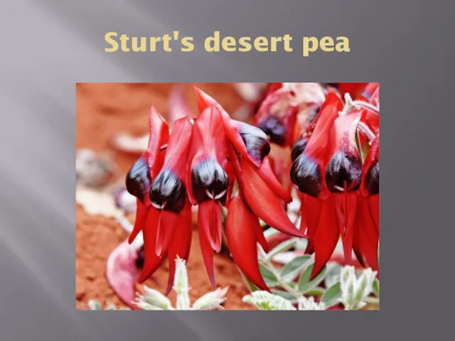 Sturt's desert pea