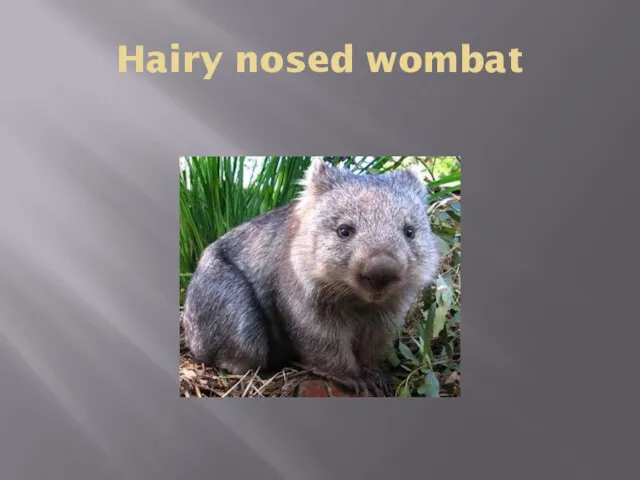 Hairy nosed wombat