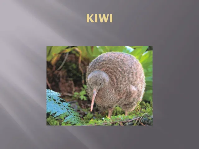 KIWI