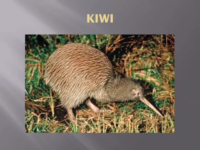 KIWI