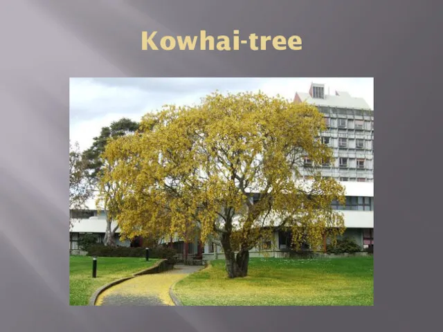 Kowhai-tree