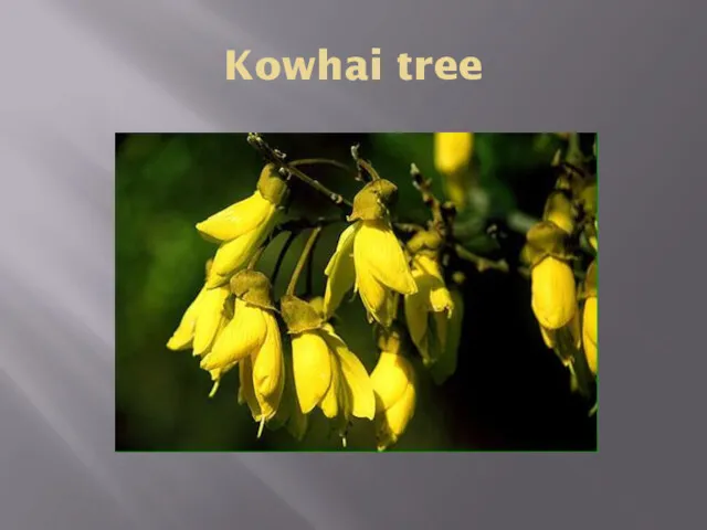 Kowhai tree