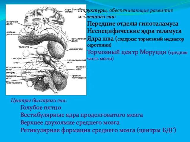 Структуры, обеспечивающие развитие медленного сна: Передние отделы гипоталамуса Неспецифические ядра таламуса Ядра шва