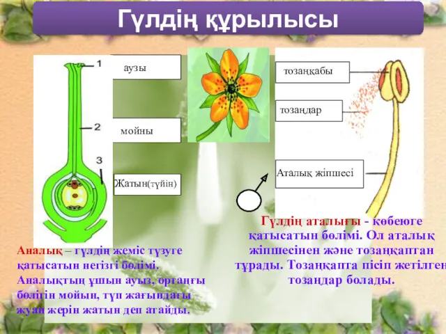 Гүлдің құрылысы аузы мойны Жатын(түйін) тозаңқабы тозаңдар Аталық жіпшесі Аналық