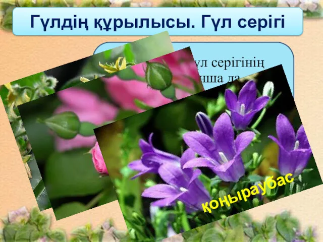 Гүлдің құрылысы. Гүл серігі