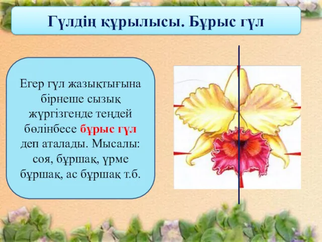 Гүлдің құрылысы. Бұрыс гүл Егер гүл жазықтығына бірнеше сызық жүргізгенде