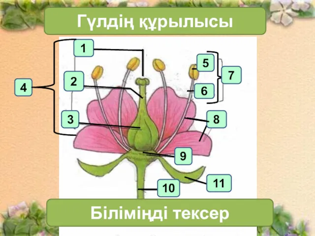 1 4 2 3 Гүлдің құрылысы 7 Біліміңді тексер 11 10 6 5 8 9