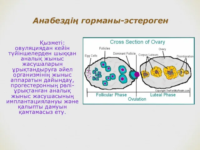 Анабездің горманы-эстероген Қызметі:овуляциядан кейін түйіншелерден шыққан аналық жыныс жасушаларын ұрықтандыруға