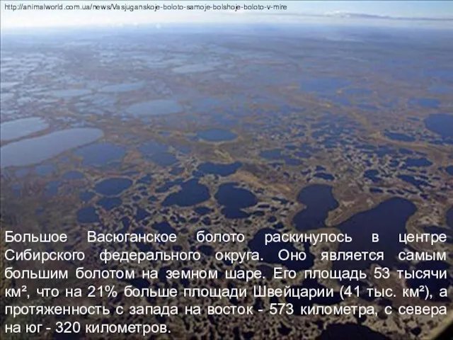 Большое Васюганское болото раскинулось в центре Сибирского федерального округа. Оно