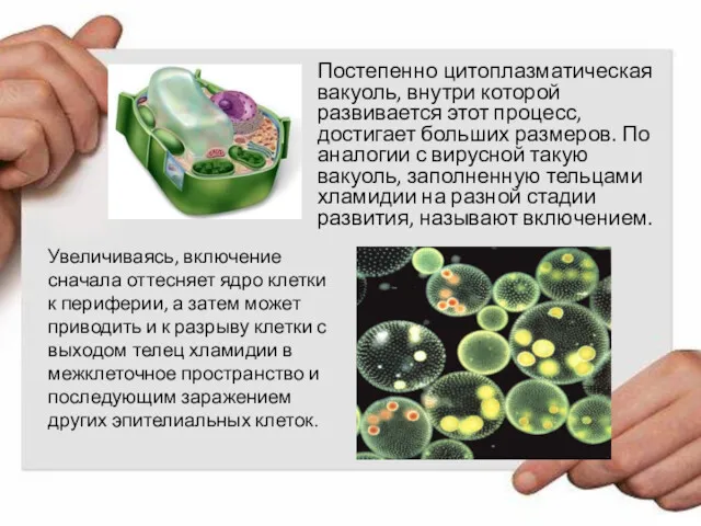 Постепенно цитоплазматическая вакуоль, внутри которой развивается этот процесс, достигает больших