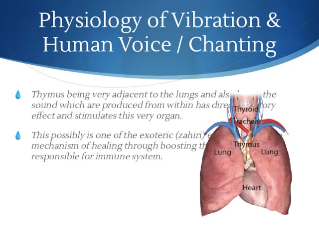 Physiology of Vibration & Human Voice / Chanting Thymus being very adjacent to