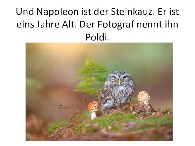 Und Napoleon ist der Steinkauz. Er ist eins Jahre Alt. Der Fotograf nennt ihn Poldi.