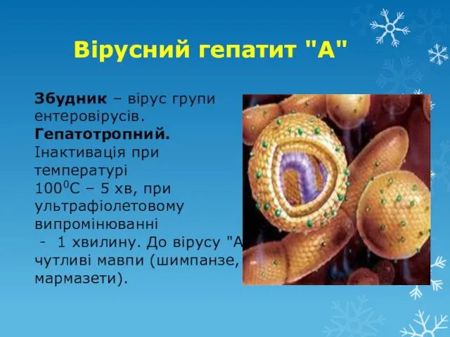 Вірусний гепатит "А" Збудник – вірус групи ентеровірусів. Гепатотропний. Інактивація