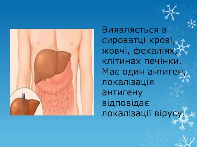 Виявляється в сироватці крові, жовчі, фекаліях, клітинах печінки. Має один антиген, локалізація антигену відповідає локалізації вірусу.