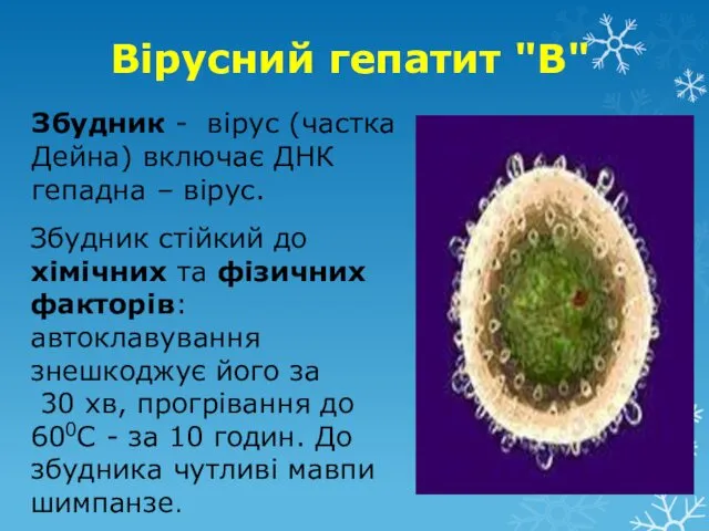 Вірусний гепатит "В" Збудник - вірус (частка Дейна) включає ДНК