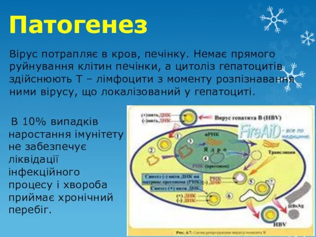 Патогенез Вірус потрапляє в кров, печінку. Немає прямого руйнування клітин