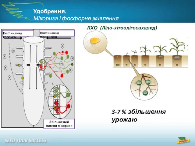 Удобрення. Мікориза і фосфорне живлення Поглинання коренем Поглинання мікоризою Збільшений вигляд мікоризи ЛХО