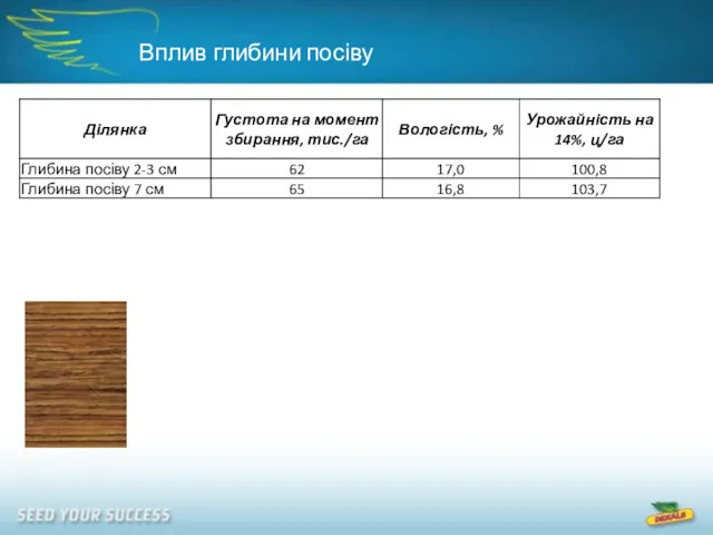 Вплив глибини посіву 2-4 см