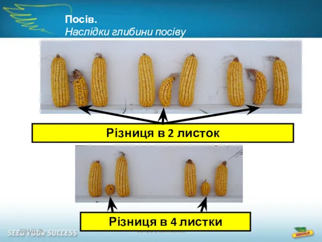 2014.01.29. Company Confidential Різниця в 2 листок Різниця в 4 листки Посів. Наслідки глибини посіву