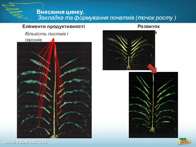 Елементи продуктивності Кількість листків і пагонів Розвиток качана Внесення цинку.