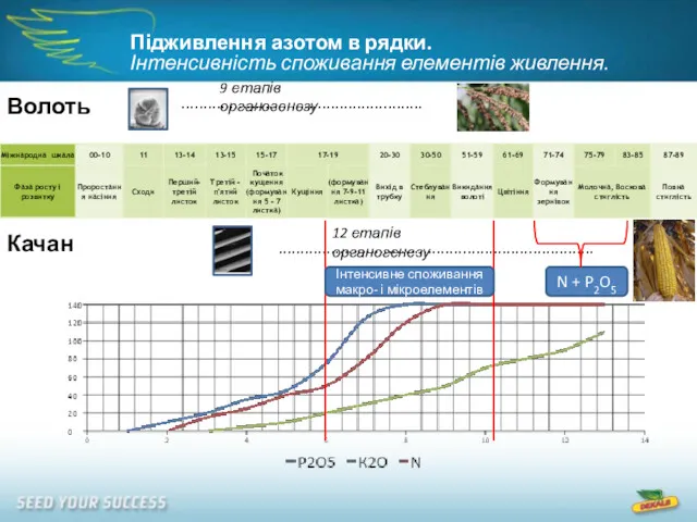 Волоть ....................................................... 9 етапів органогенезу Качан ........................................................................ 12 етапів органогенезу Інтенсивне споживання макро-