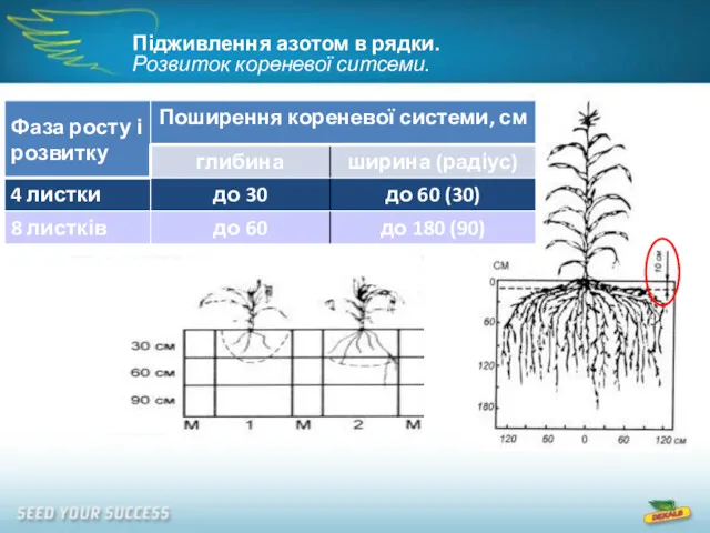 Підживлення азотом в рядки. Розвиток кореневої ситсеми.