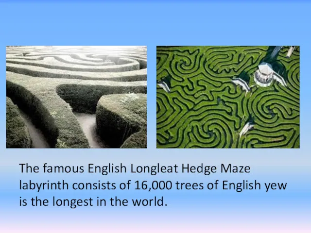 The famous English Longleat Hedge Maze labyrinth consists of 16,000