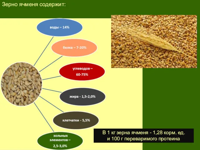 Зерно ячменя содержит: В 1 кг зерна ячменя - 1,28