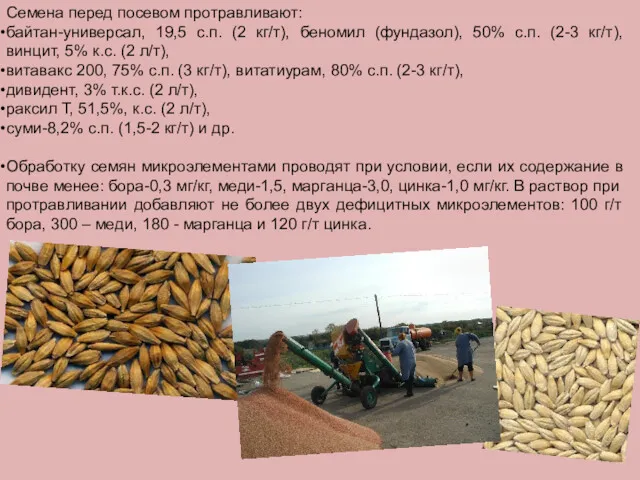 Семена перед посевом протравливают: байтан-универсал, 19,5 с.п. (2 кг/т), беномил