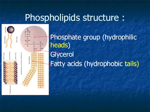 Phospholipids structure : Phosphate group (hydrophilic heads) Glycerol Fatty acids (hydrophobic tails)