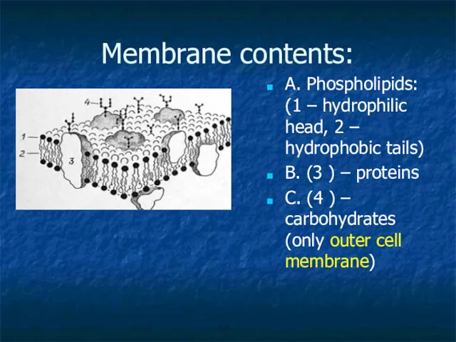 Membrane contents: A. Phospholipids: (1 – hydrophilic head, 2 –