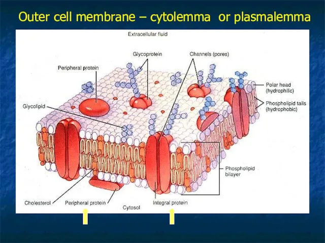 Outer cell membrane – cytolemma or plasmalemma