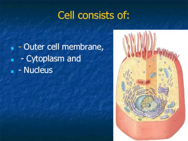 Cell consists of: - Outer cell membrane, - Cytoplasm and - Nucleus