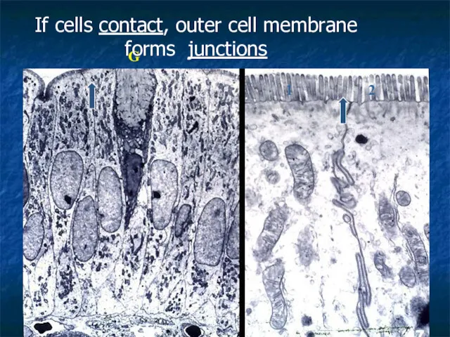 1 2 G If cells contact, outer cell membrane forms junctions