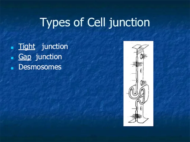 Types of Cell junction Tight junction Gap junction Desmosomes