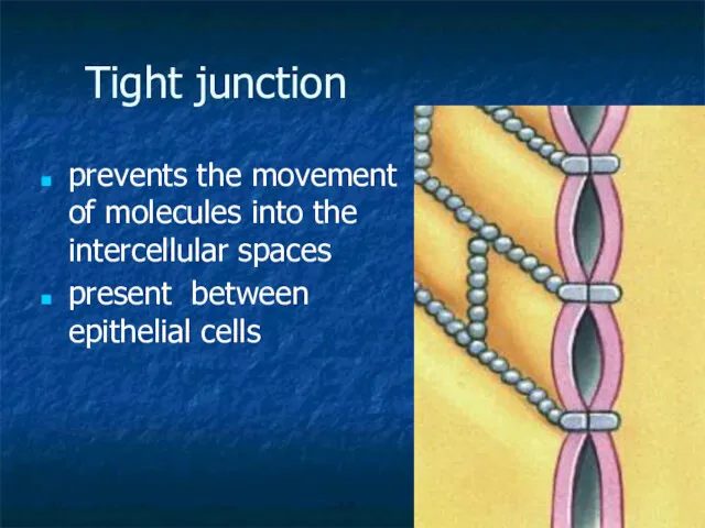 Tight junction prevents the movement of molecules into the intercellular spaces present between epithelial cells